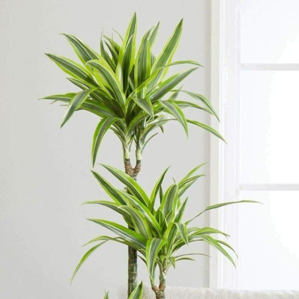 10 Hard To Kill Indoor Plants (That Are Also Great For Your Home ...