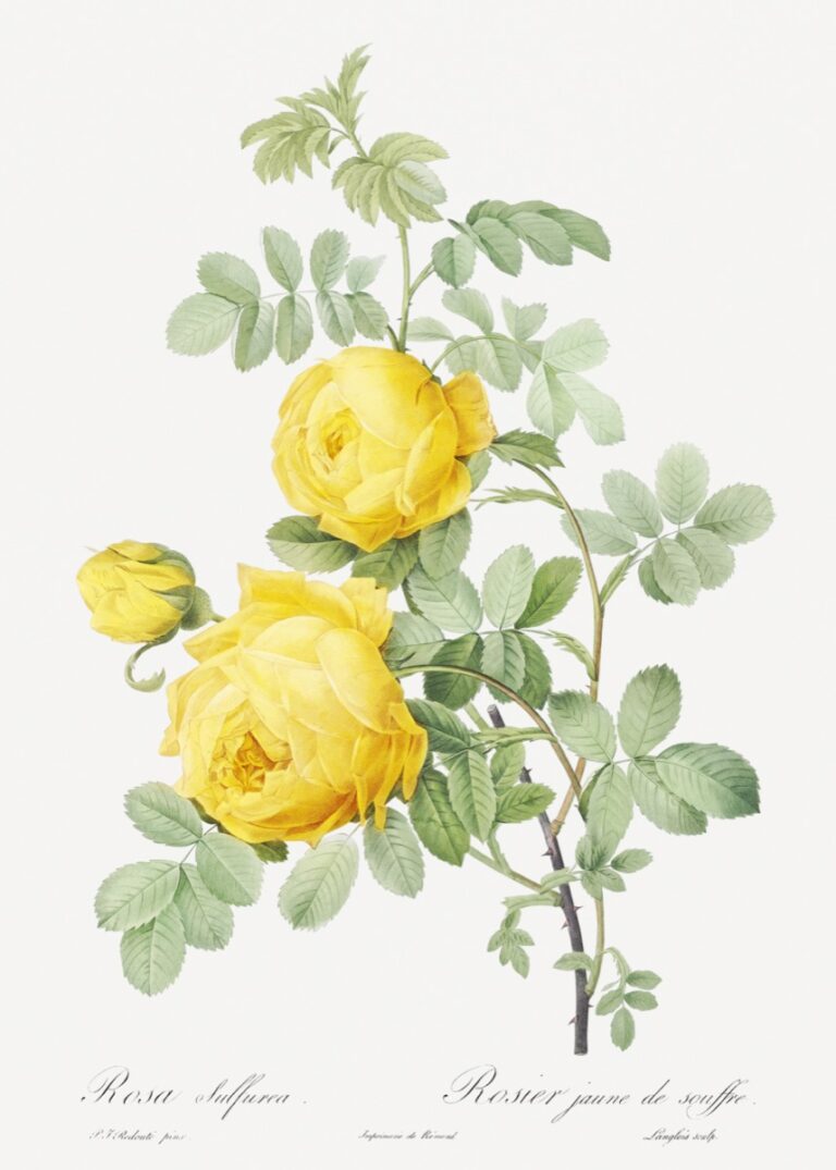 9 Free Floral Printables For Wall Art - Interiors by Abbey - Inspo for ...