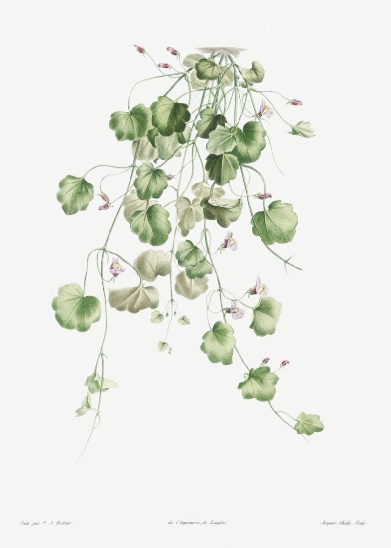 9 Free Floral Printables For Wall Art - Interiors by Abbey - Inspo for ...