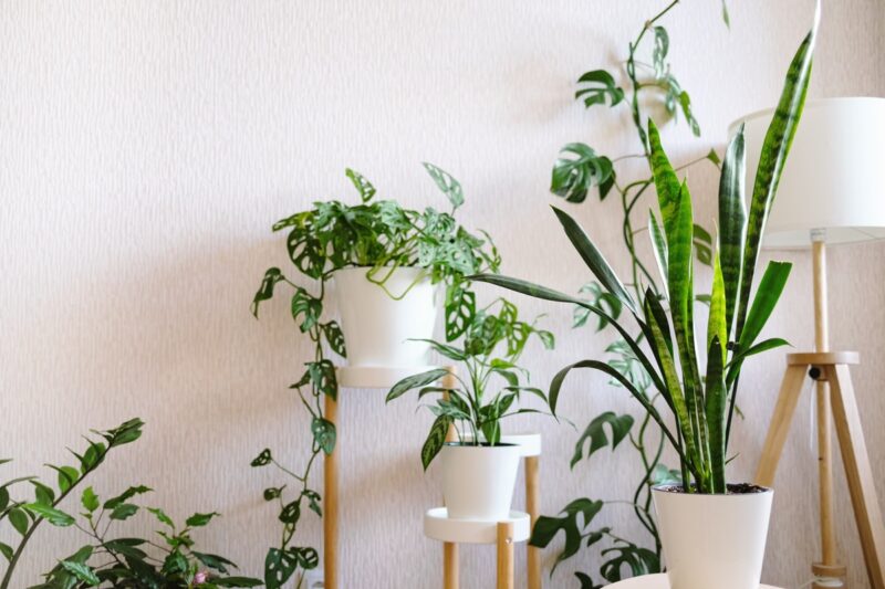 10 Hard To Kill Indoor Plants (That Are Also Great For Your Home ...